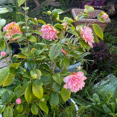 Camellia japonica 'Kick Off'