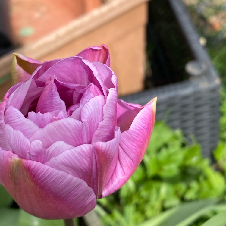 Plant image Tulipa 'Blue Spectacle'