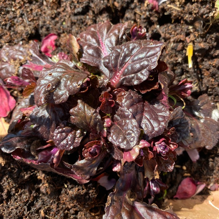 Plant image Ajuga reptans 'Binblasca' syn. Ajuga reptans 'Black Scallop'