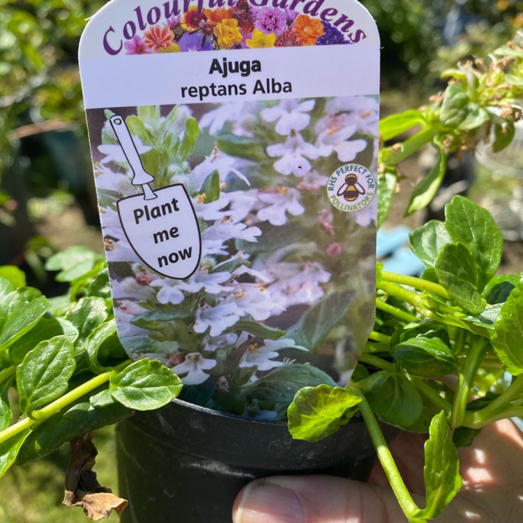 Plant image Ajuga reptans f. albiflora 'Alba'