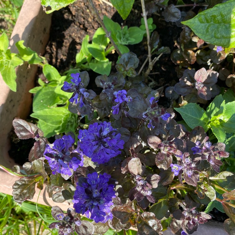 Plant image Ajuga reptans 'Binblasca' syn. Ajuga reptans 'Black Scallop'