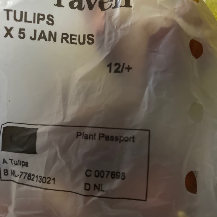 Plant image Tulipa 'Jan Reus'