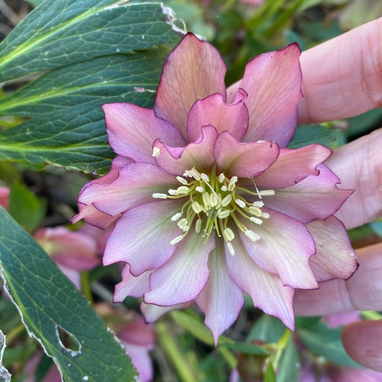 Plant image Helleborus x hybridus 'Harvington Double Pink'