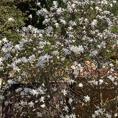 Magnolia stellata