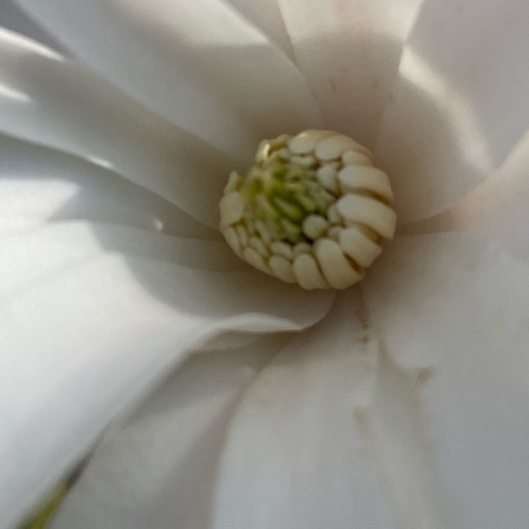 plant image 1456141