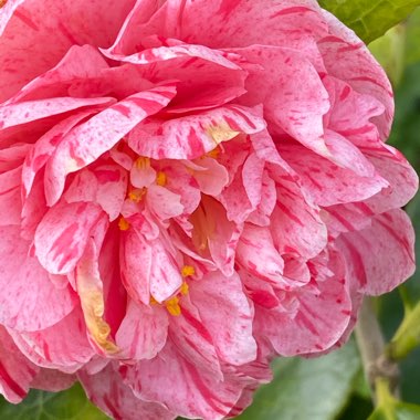 Camellia japonica 'Kick Off'