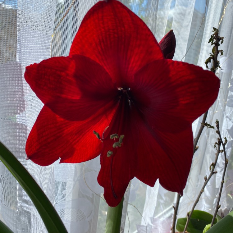 Plant image Hippeastrum (Galaxy Group) 'Benfica'