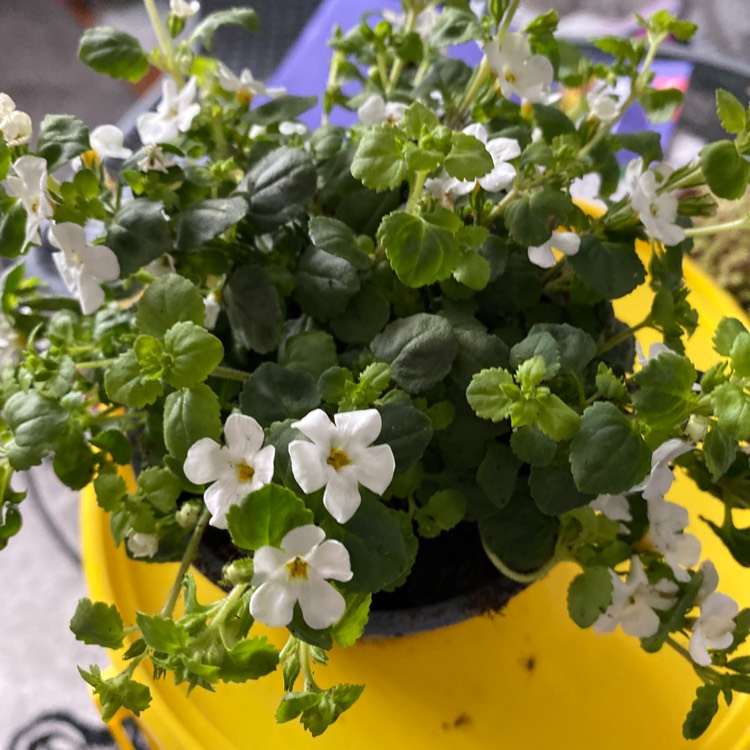 Plant image Sutera cordata 'Snowflake' syn. Bacopa cordata 'Snowflake'