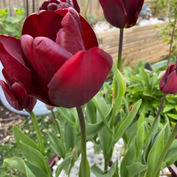 Plant image Tulipa 'Request'