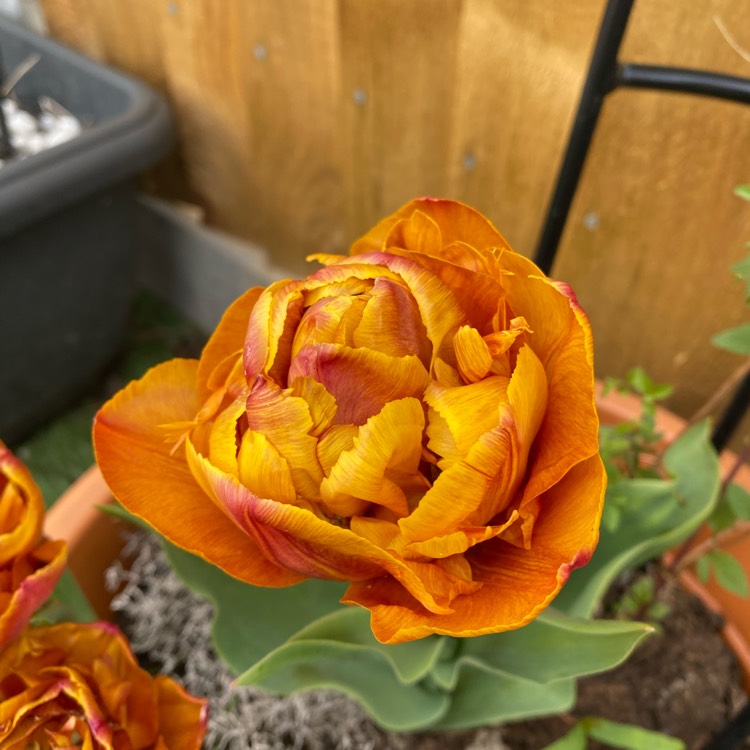 Plant image Tulipa 'Orange Princess'