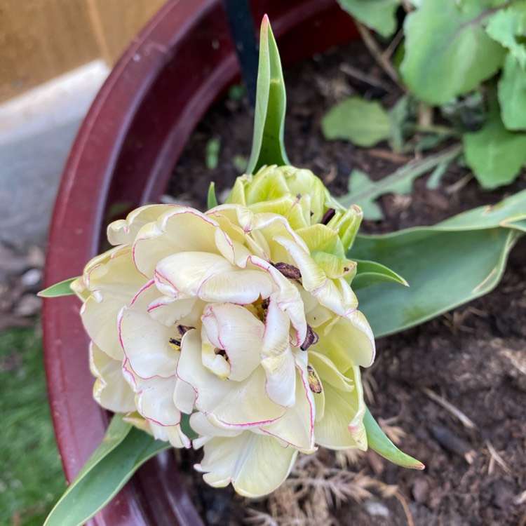 Plant image Tulipa 'Danceline'