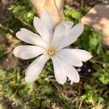 Magnolia stellata