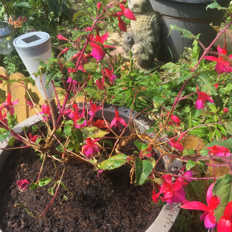 Plant image Fuchsia 'Beacon'