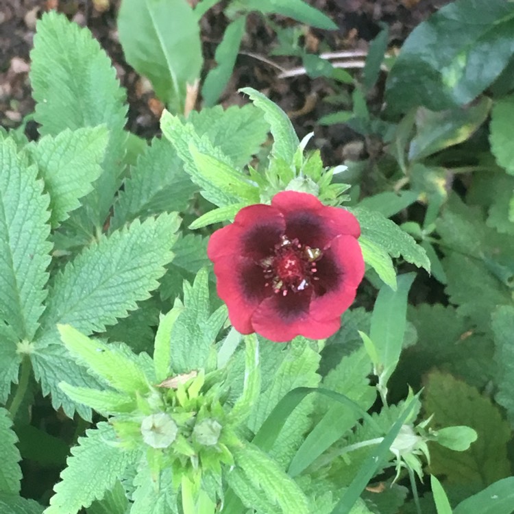 Plant image Potentilla thurberi amorubens 'Monarch's Velvet'