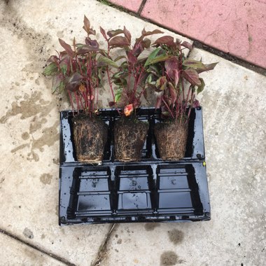 Persicaria microcephala 'Red Dragon'