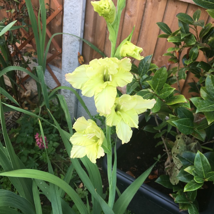 Plant image Gladiolus 'Green Star'