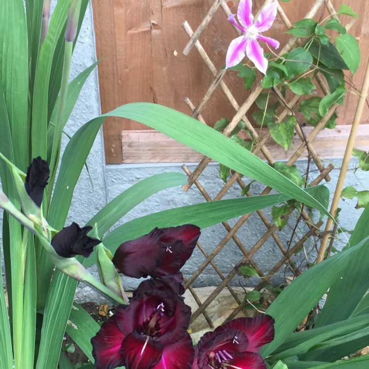 Plant image Gladiolus 'Ebony And Ivory Mix' (Mix)