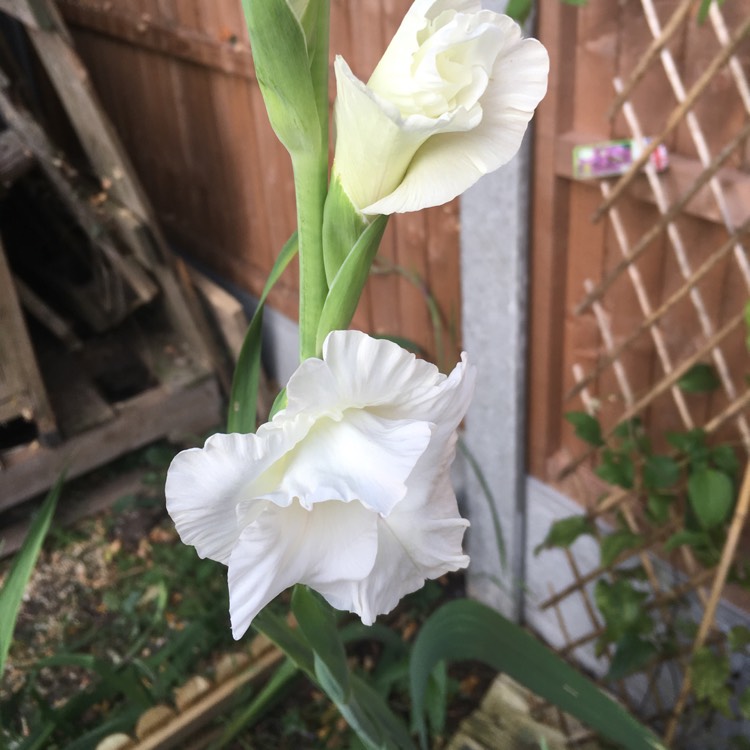 Plant image Gladiolus 'Ivory Priscilla'