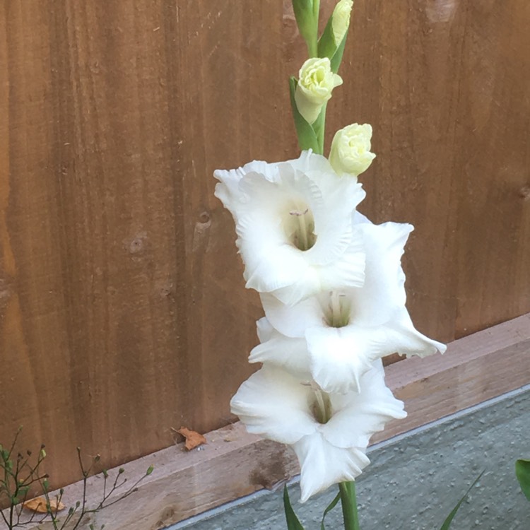 Gladiolus 'Ivory Priscilla', Gladioli 'Ivory Priscilla' (Large-flowered ...