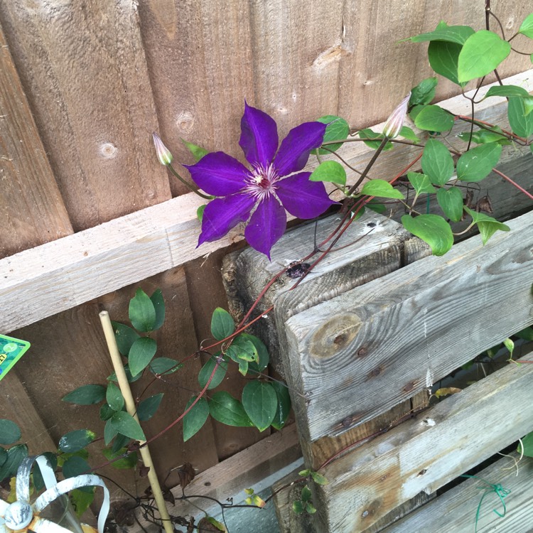 Plant image Clematis 'Daniel Deronda'