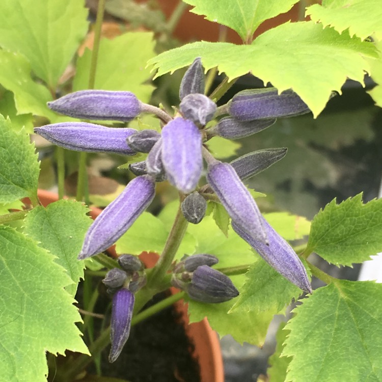 Plant image Clematis 'New Love'