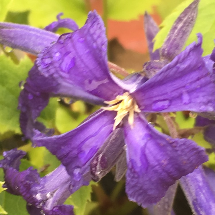 Plant image Clematis 'New Love'