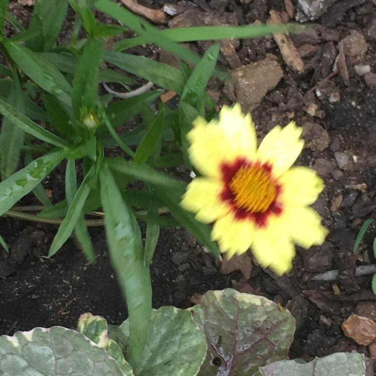 Plant image Coreopsis 'Big Bang™ Redshift'