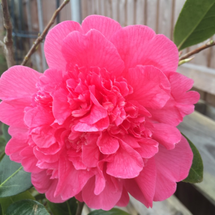 Plant image Camellia x williamsii 'Anticipation'