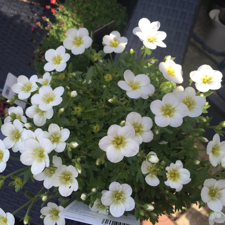 Plant image Saxifraga x arendsii 'Touran Large White'