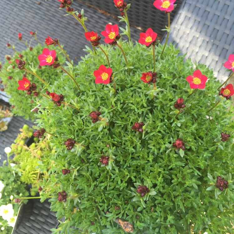 Plant image Saxifraga 'Peter Pan'