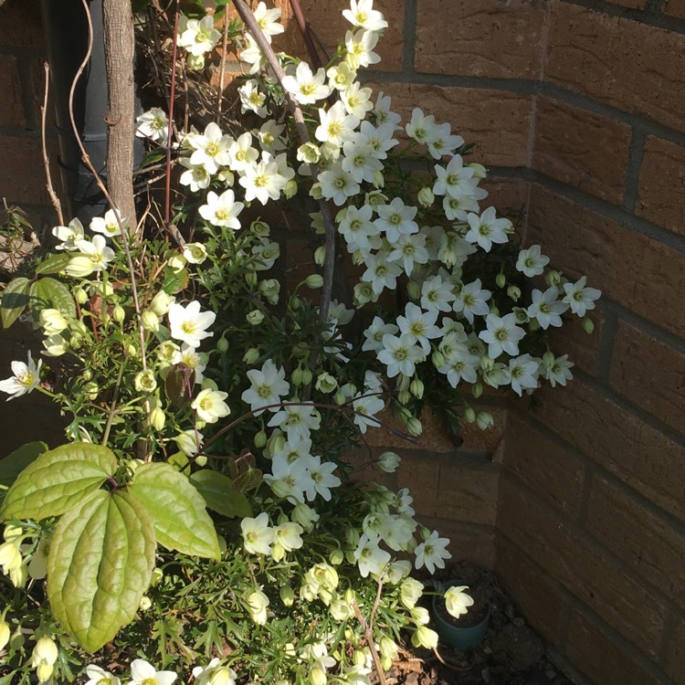 Plant image Clematis x cartmanii 'Joe'