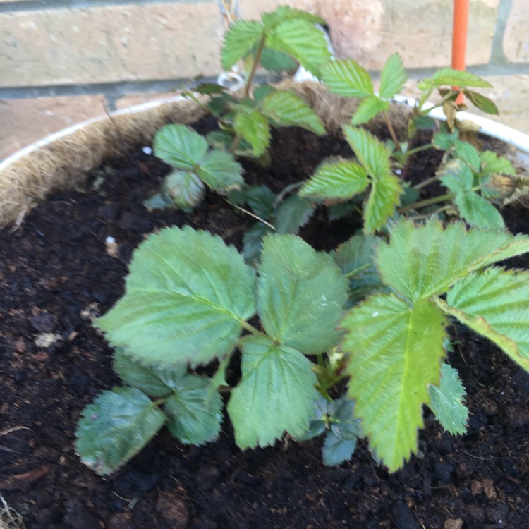 Plant image Rubus Fruticosus 'Black Cascade'