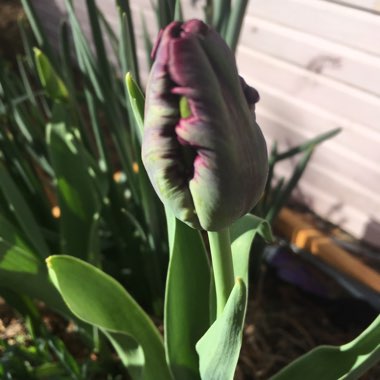 Tulipa 'Blue Parrot'