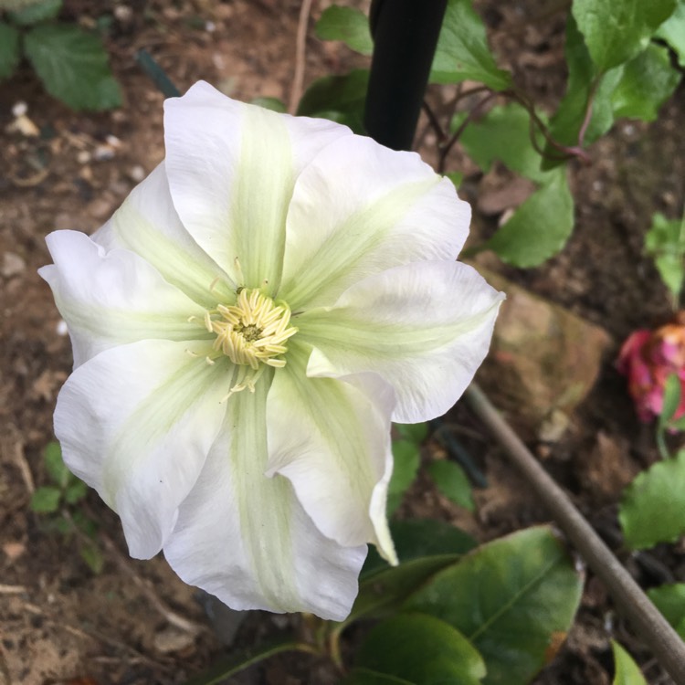 Plant image Clematis 'Gillian Blades'