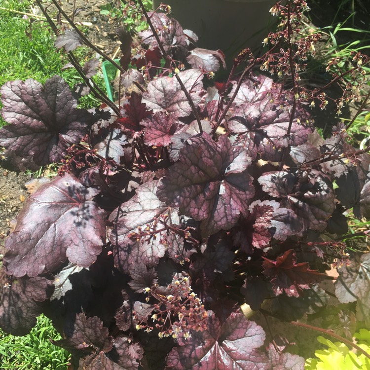 Plant image Heuchera 'Amethyst Myst'