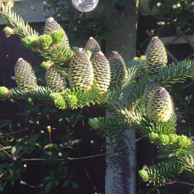 Plant image Araucaria araucana