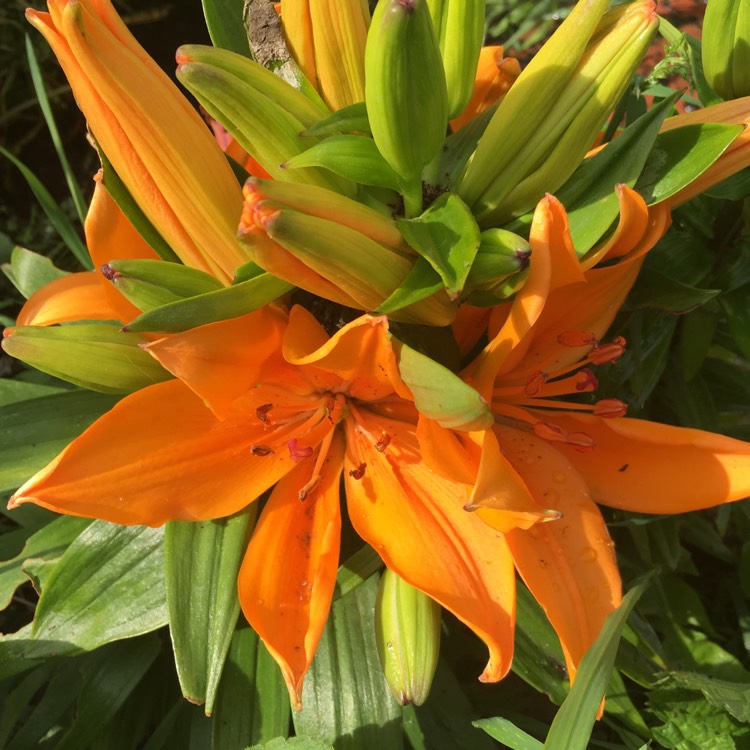 Plant image Lilium 'Bright Joy'