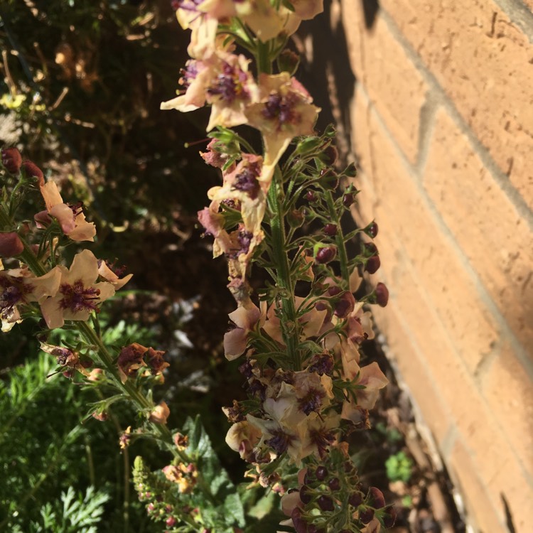 Plant image Verbascum x hybrida 'Southern Charm'