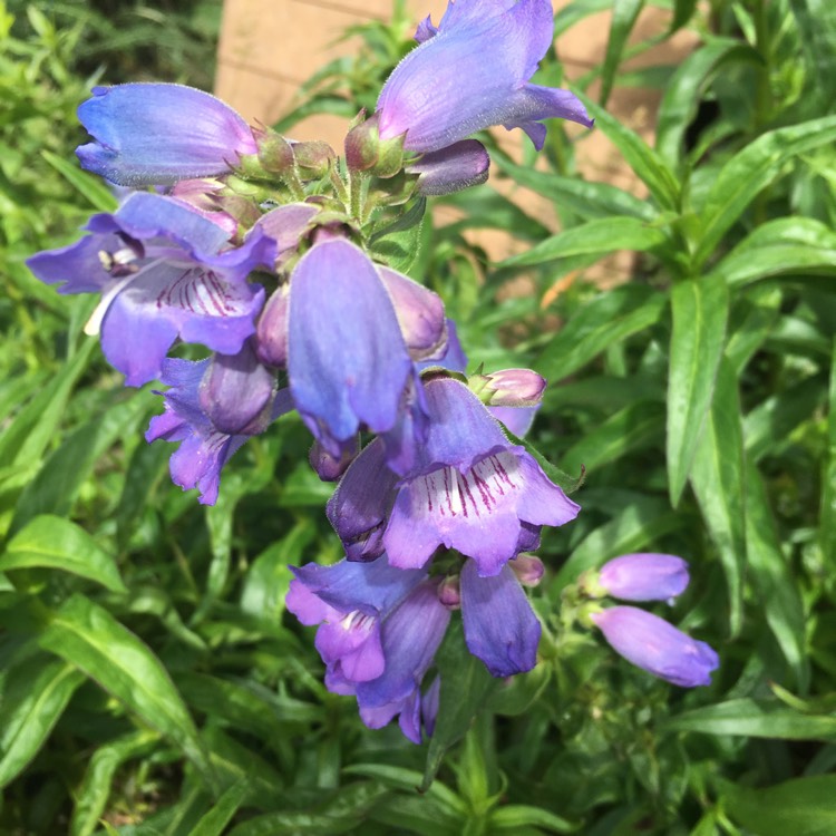 Plant image Penstemon 'Woodpecker'