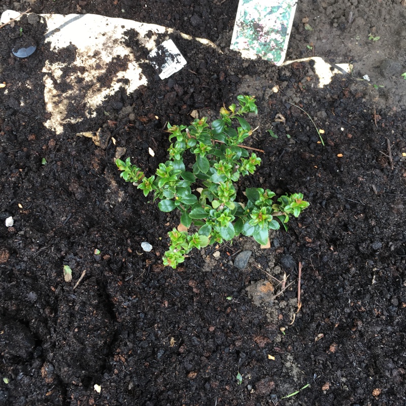 Plant image Escallonia 'Apple Blossom'