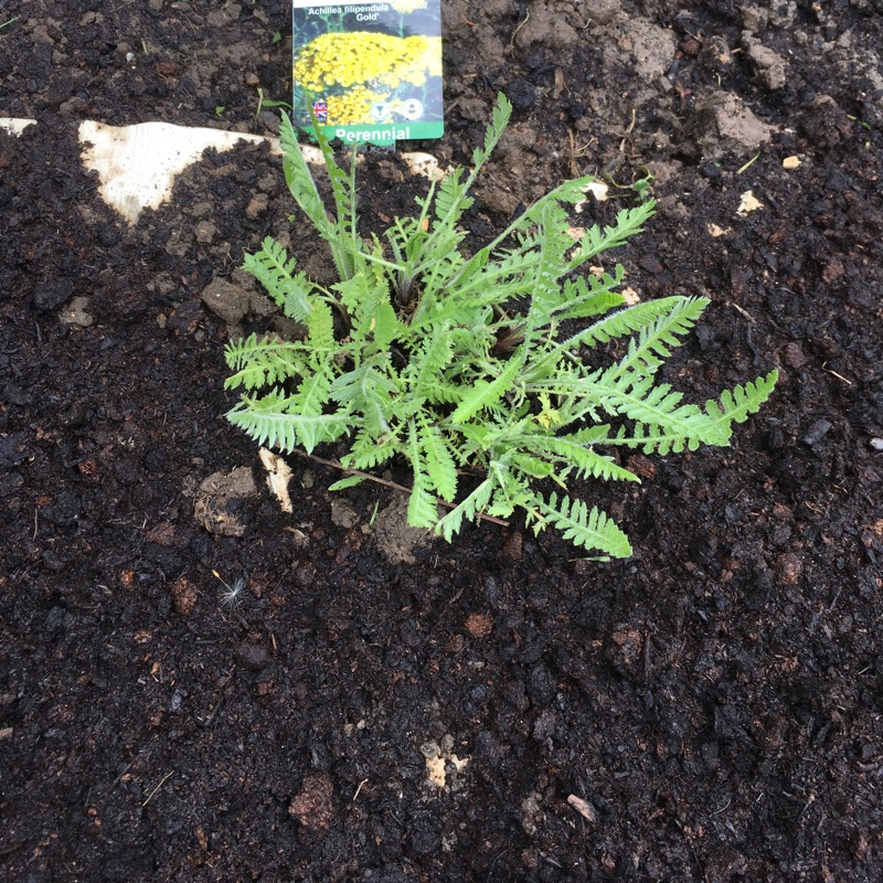 Plant image Achillea filipendulina