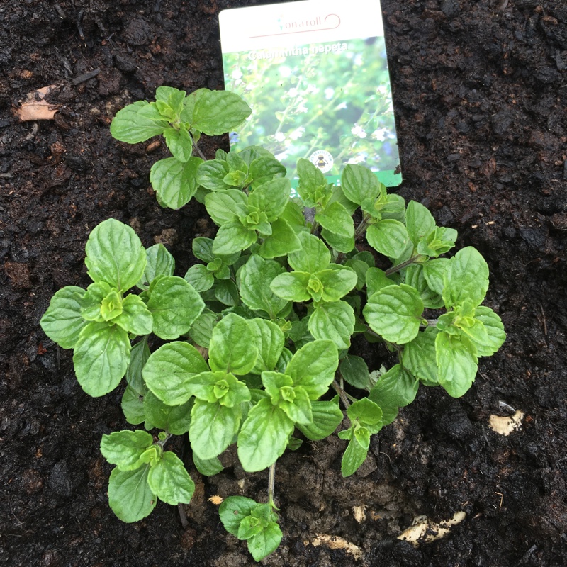 Plant image Calamintha nepeta subsp. nepeta