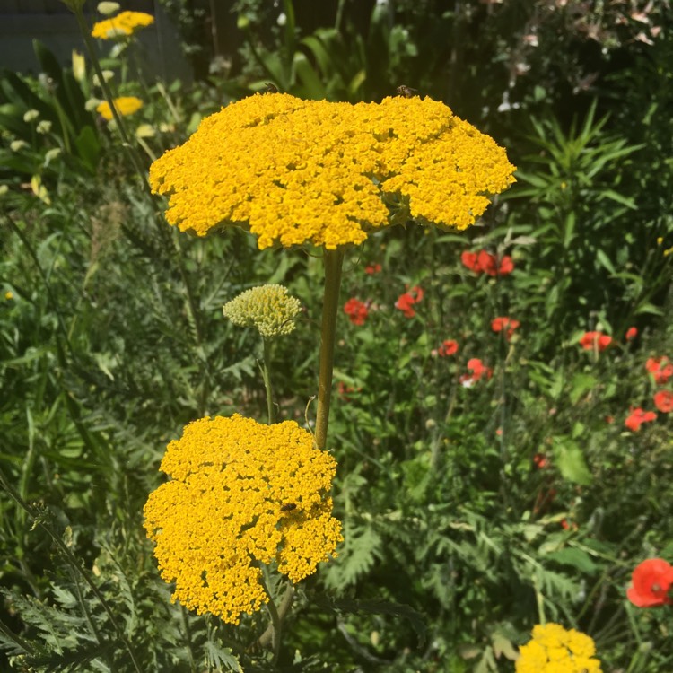 Plant image Achillea filipendulina