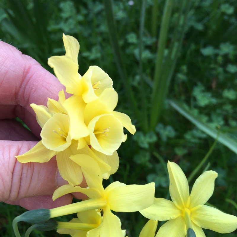 Plant image Narcissus