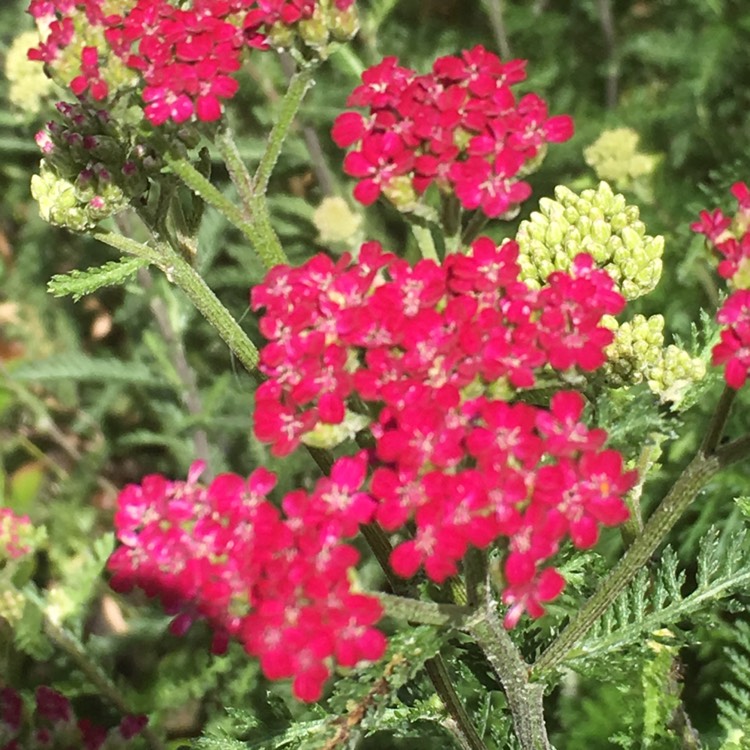 Plant image Achillea millefolium 'Cassis'