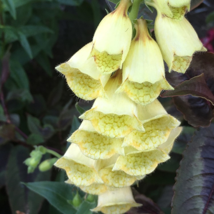 Plant image Penstemon 'Woodpecker'