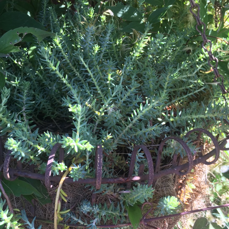 Plant image Sedum Rupestre