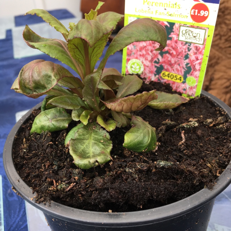 Plant image Lobelia x speciosa 'Fan Salmon'