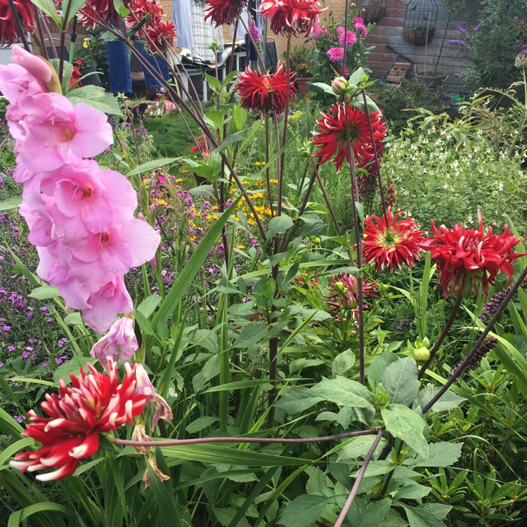 Plant image Dahlia 'Fire And Ice'