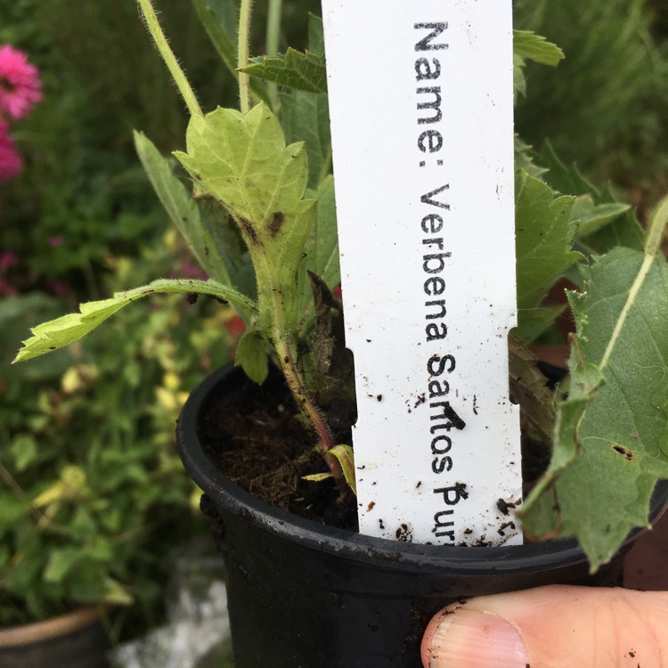 Plant image Verbena 'Santos'